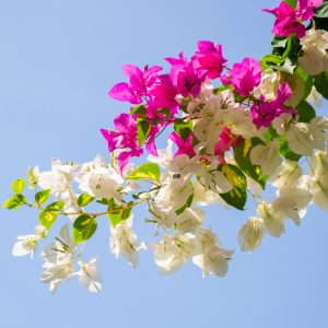 Bougainvillea