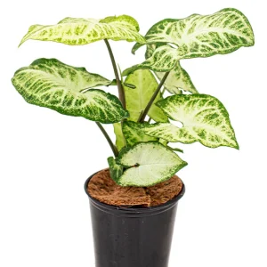 Arrow Head (Syngonium podophyllum)